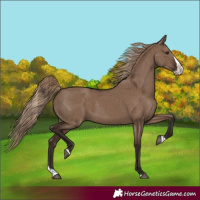 Horse Color:Liver Red Dun Splash