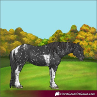 Horse Color:Black Tobiano Appaloosa