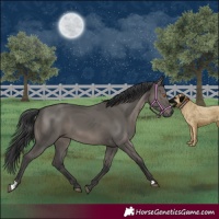 Horse Color:Grullo