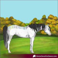 Horse Color:Black Ice Splash Frame