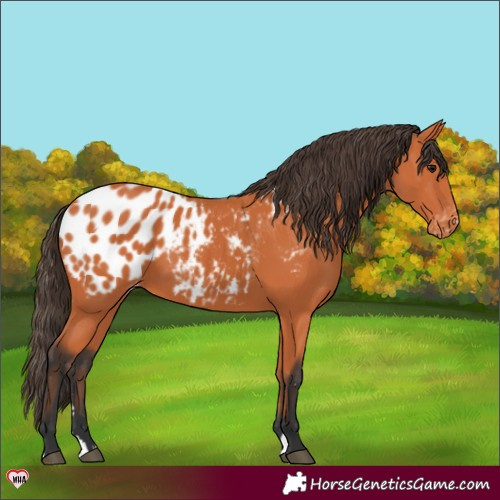 Horse Color:Bay Appaloosa