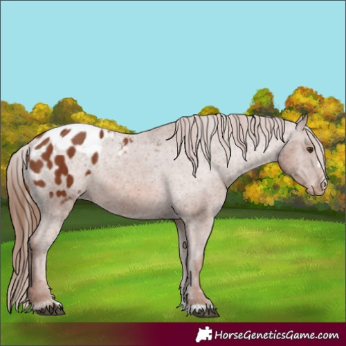 Horse Color:Chestnut Appaloosa 