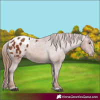 Horse Color:Chestnut Appaloosa