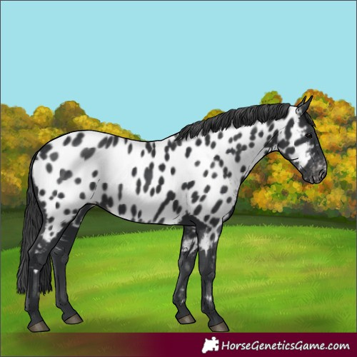 Horse Color:Black Near Leopard 