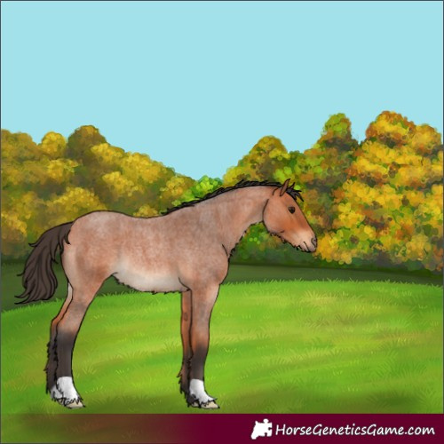 Horse Color:Bay Roan Rabicano 