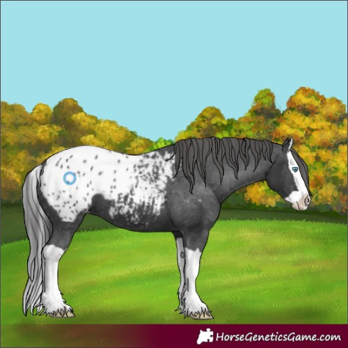 Horse Color:Black Splash Appaloosa 