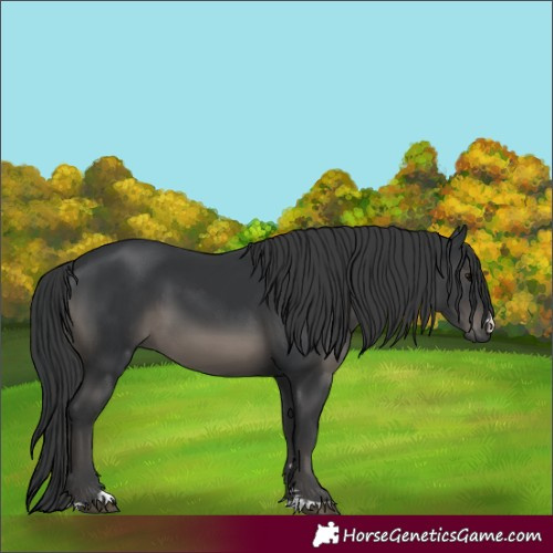 Horse Color:Black 