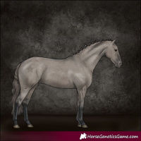 Horse Color:Grullo Varnish