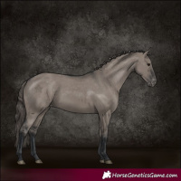 Horse Color:Grullo Appaloosa