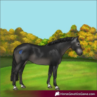 Horse Color:Gray Black 