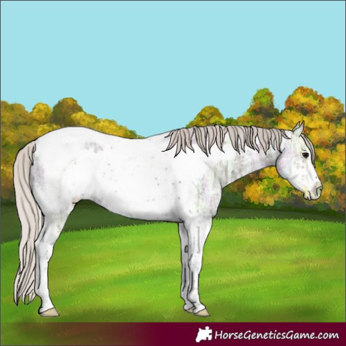 Horse Color:Silver Black Ice Sabino Tobiano Frame