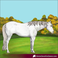 Horse Color:Silver Black Ice Sabino Tobiano Frame