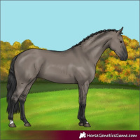 Horse Color:Grullo 