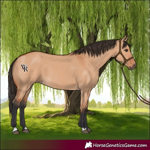 Horse Color:Bay Dun
