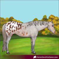 Horse Color:Bay Appaloosa 