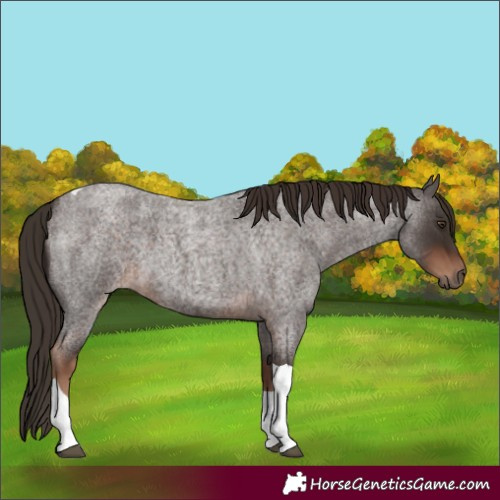 Horse Color:Liver Red Roan Tobiano 