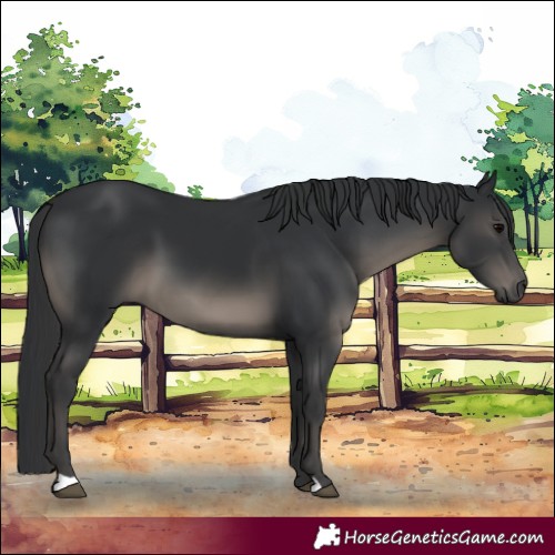 Horse Color:Black 