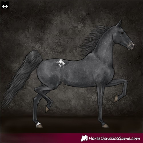 Horse Color:Black Appaloosa Rabicano 