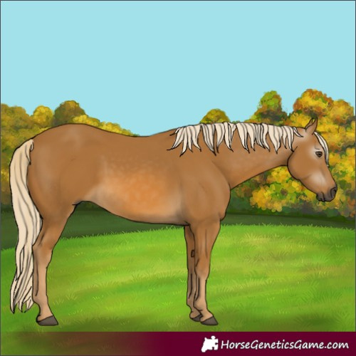 Horse Color:Gray Palomino