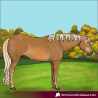 Horse Color:Gray Palomino