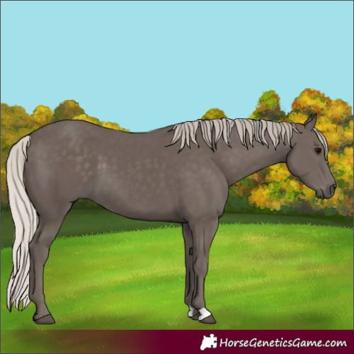 Horse Color:Silver Black 
