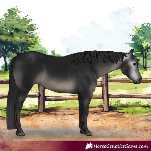 Horse Color:Gray Black 