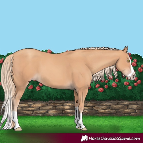 Horse Color:Gold Champagne Splash