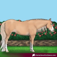 Horse Color:Gold Champagne Splash