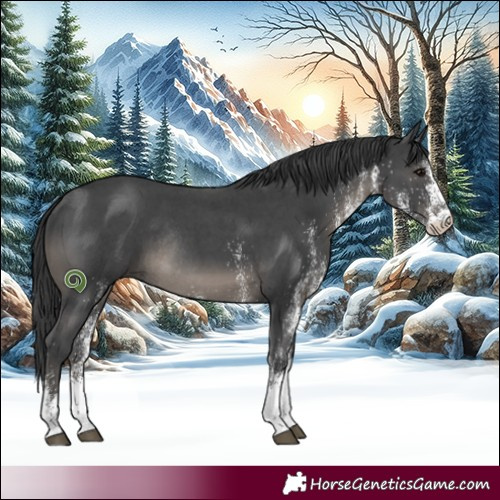 Horse Color:White Spotted Black Rabicano 