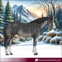 Horse Color:White Spotted Black Rabicano 