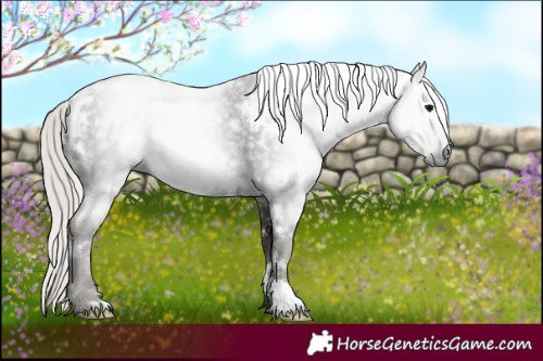 Horse Color:Gray White Spotted Silver Black Rabicano 