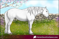 Horse Color:Gray White Spotted Silver Black Rabicano 