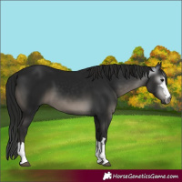 Horse Color:Gray Black