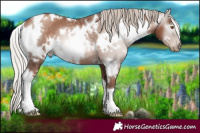 Horse Color:Gray White Spotted Silver Black Pearl