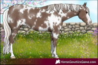 Horse Color:White Spotted Silver Black 