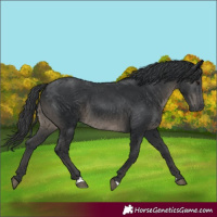 Horse Color:Black 