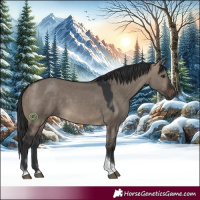 Horse Color:Brown Dun Tobiano Rabicano