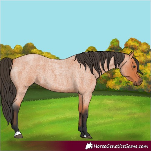 Horse Color:Bay Roan 