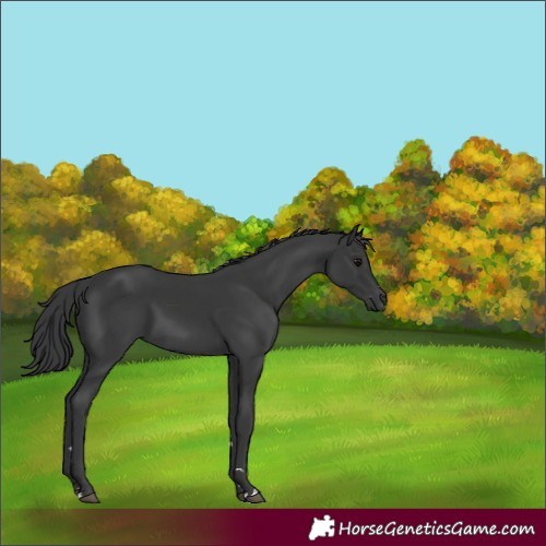 Horse Color:Black 