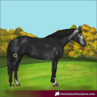 Horse Color:Gray Black