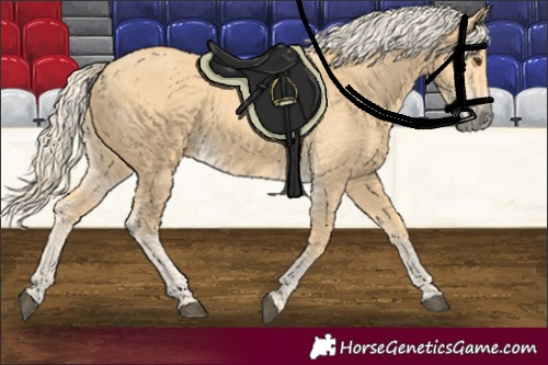 Horse Color:Palomino 