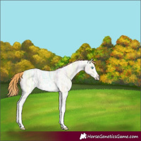 Horse Color:Buckskin Ice Pearl Sabino