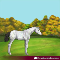 Horse Color:Smoky Black Ice Sabino Tobiano 