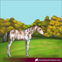 Horse Color:Bay Sabino 