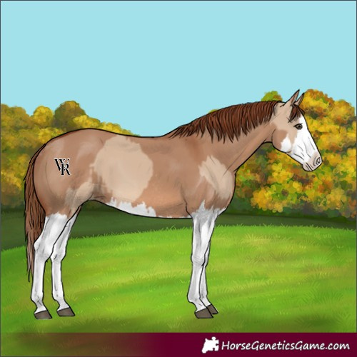 Horse Color:Red Dun Splash and Red Dun Splash Rabicano