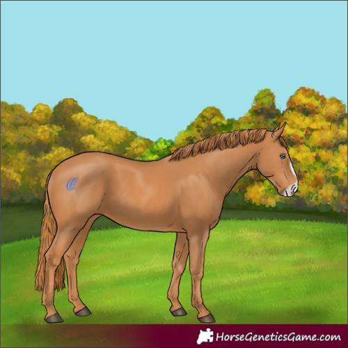 Horse Color:Chestnut Frame 