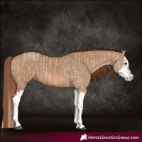 Horse Color:Red Dun Splash and Red Dun Splash