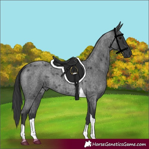 Horse Color:Blue Roan Tobiano 