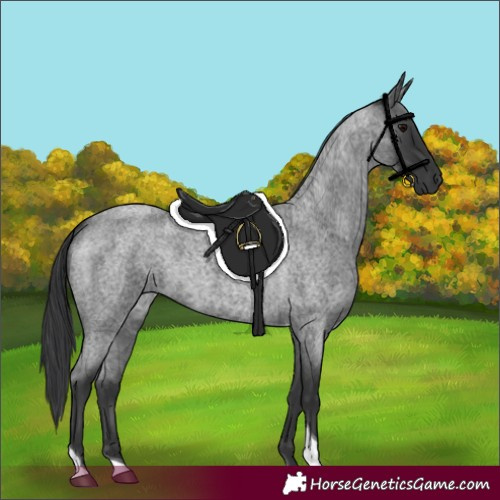 Horse Color:Blue Roan Tobiano 
