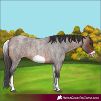 Horse Color:White Spotted Brown Roan Frame